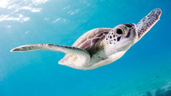 Quel animal a plusieurs cerveaux ?